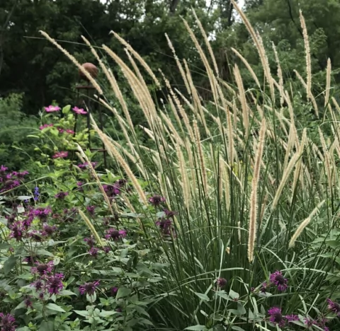 Pennisetum macrourum `Tail feathers´