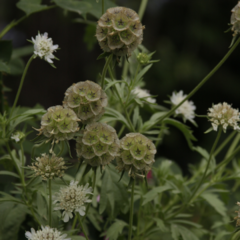 Scabiosa Stellata - comprar online