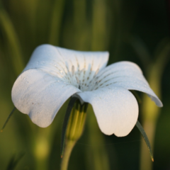Agrostemma Blanca y Espuela de Caballero