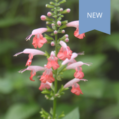 Salvia Coccinea Summer Jewel Pink
