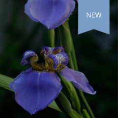 Neomarica caerulea