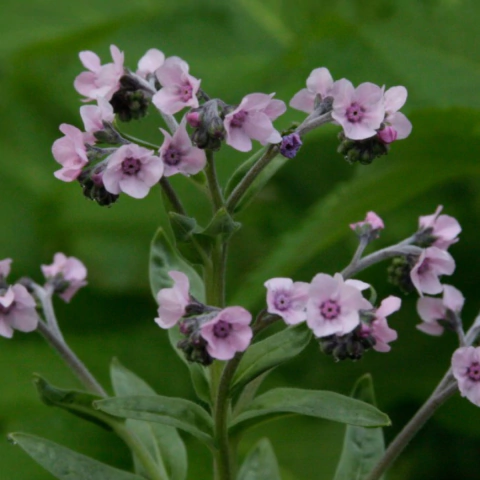 No Me Olvides - Rosa