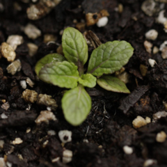 Verbascum Blattaria en internet