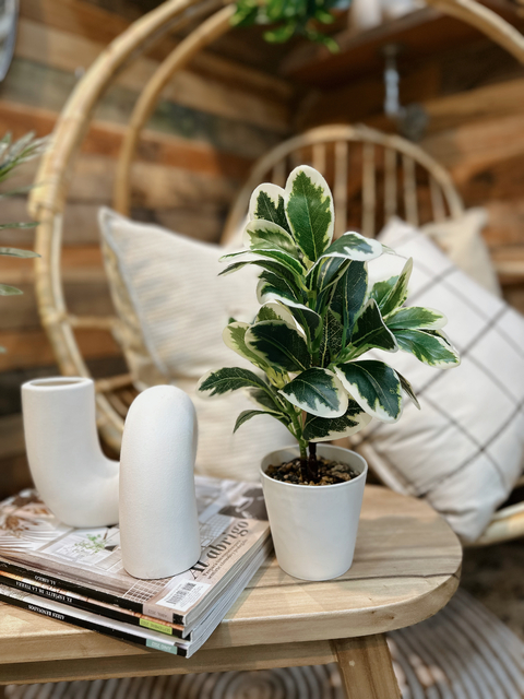 Planta Artificial #35