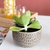 Bowl de cerámica - Puercoespín - comprar online