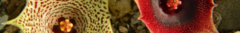 Banner da categoria Asclepias