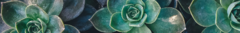 Banner da categoria Suculentas