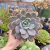 Echeveria Marpin (pote 09)