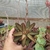 Kalanchoe Chocolate Soldier (pote 09)