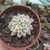 Echeveria Mebina variegata (pote 09)