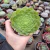 Aeonium Tabuliforme (pote 06)