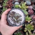 Adromischus Poellnitzianus (pote 09)