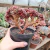 Cristata da hibrida da Mahogany (pote 11)