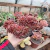 Cristata da hibrida da Mahogany (pote 11) - comprar online