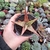 Aloe hibrida 03 (pote 09)