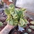 Peperomia 5 (cuia 13)
