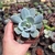 Echeveria Exotic (pote 09)