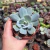 Echeveria Exotic (pote 09)
