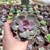 Echeveria Perle Von Nurnberg (pote 06)