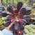 Aeonium Zwartkop (pote 09)