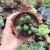 Peperomia Columela (pote 09)