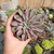 Echeveria Fantastic Fountain (pote 09)