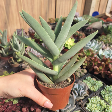 Crassula Falcata (pote 09)