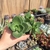 Crassula Lactea (pote 09)