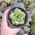 Haworthia Cymbiformis Triebnet (pote 09)