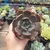 Echeveria Marrom (pote 09)