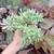 Crassula Mesembryanthemoides (pote 06)
