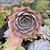 Echeveria Costa (pote 09)