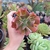 Echeveria Dark Strength (pote 06)