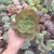 Echeveria Kakurei (pote 09)