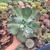 Echeveria Virginia Lee (pote 09)