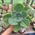 Echeveria Papageno (pote 09)
