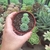 Echeveria Vincent Catto (pote 09)