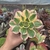 Aeonium Sunburst (pote 09)