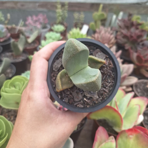 Pleiospilos Bolusii (pote 09)