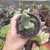 Pleiospilos Bolusii (pote 09)