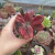 Echeveria Diamond States (pote 09)