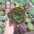 Echeveria Liz (pote 11)