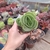 Portulaca Molokiniensis arvoreta (pote 09)