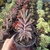 Kalanchoe Pink Butterfly (pote 09)