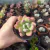 Pachyphytum Dr Cornelius (pote 09)