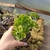 Aeonium Goochiae (pote 09)
