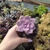 Graptopetalum Superbum (pote 09)