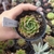 Echeveria Thunder Rose (pote 09)
