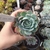 Echeveria Cream Berry (pote 09)