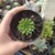 Graptoveria Iona (pote 09)